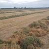 VETCH HAY