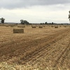 Sunlamb beardless wheaten hay 8x4x3 bales