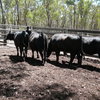 Angus heifers