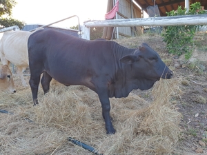 Angus X Boran 