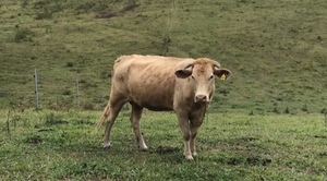 3 Charolais/Droughtmaster cows with calves for sale