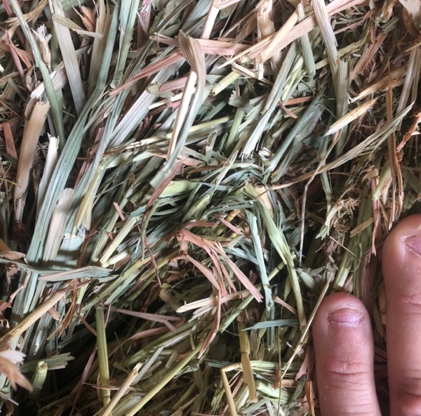 Oaten / Rye 220 Small square Bales - SOLD PER BALE