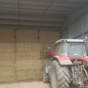ryegrass hay 8x4x3 bales