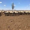 130 Crossbred Ewes For Sale