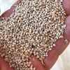 Millet seed for Sale graded and bagged or bulk