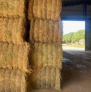 Lucerne Hay For Sale in 8x4x3