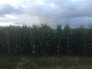 500mt Corn