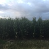 500mt Corn