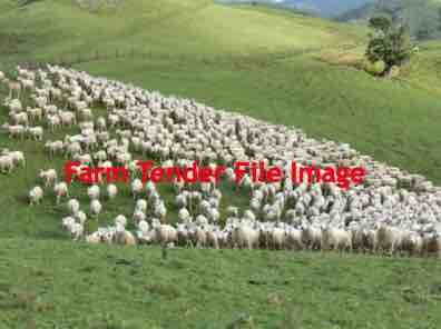 Large Lease Property for Sheep Enterprise Wanted