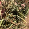 200 x Vetch Hay 5x4 Bales