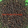 50mt Popany Vetch Seed