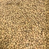 Hurricane Lentils For sale