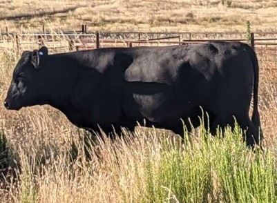 2 Year Old Angus X Murray Grey