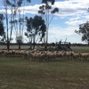 Well bred Merino Ewes with lambs at foot