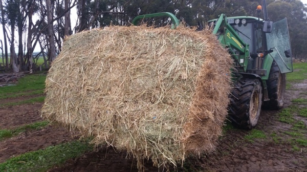 Small square bales of oaten hay in bundles of 21 bales