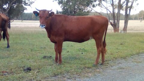 CopRice Complete Beef Cow Maintenance