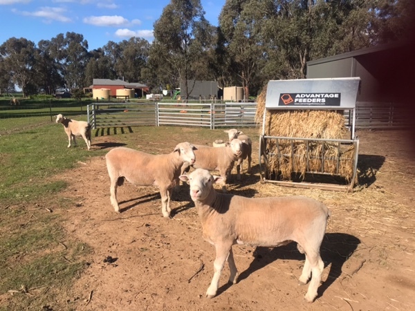 Poll Dorset Rams (Stud Flock No 258)