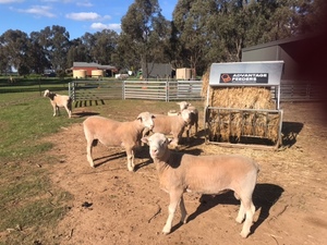 Poll Dorset Rams (Stud Flock No 258)