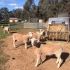 Poll Dorset Rams (Stud Flock No 258)