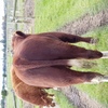 Maine Anjou Full French