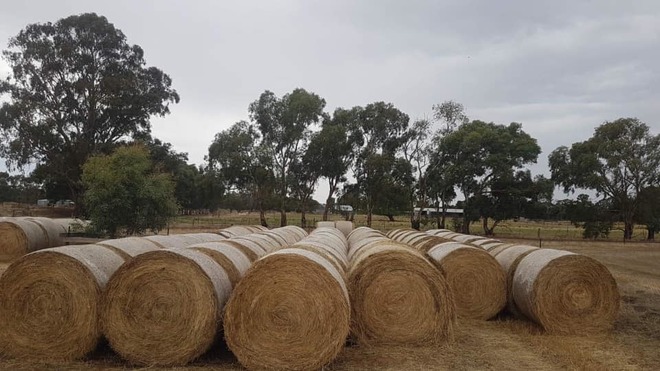 Irrigated Pasture Hay for sale
