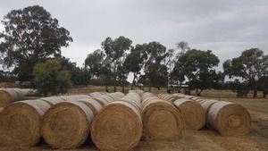 Irrigated Pasture Hay for sale