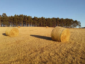 90 x Pasture Hay Rolls