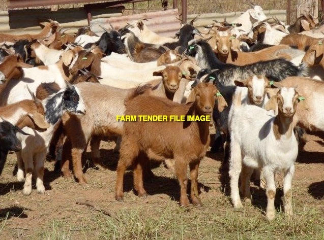Goats - Rangelands Nannies