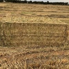 80mt Oaten Hay 8x4x3 Bales