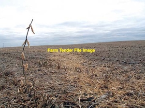 WANTED Faba Bean Stubble