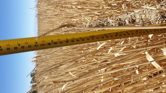 Barley Straw 8x4x3 Bales from Stripper Front