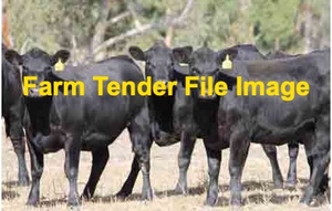 WANTED Angus Heifers in Calf 