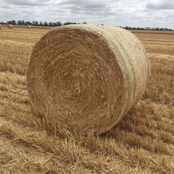 Wheat Straw
