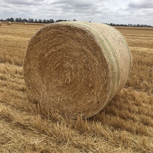Wheat Straw