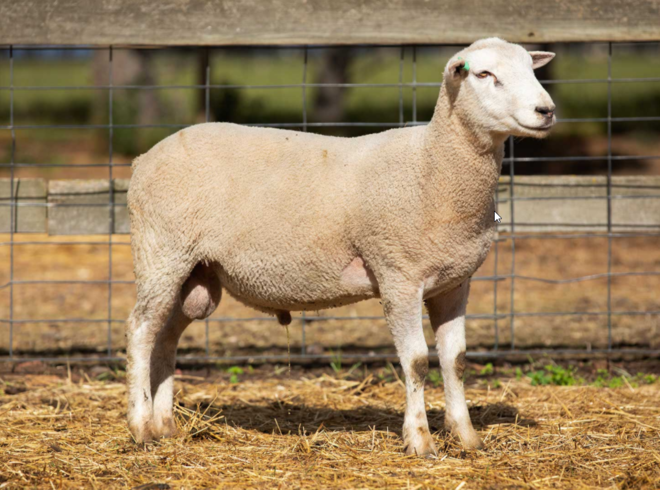 Under Auction - Lot 25 Highlander Ram 190596 (DLE Ram Auction A100 - 10th Sept via Auctionsplus) 