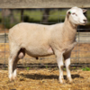 Under Auction - Lot 25 Highlander Ram 190596 (DLE Ram Auction A100 - 10th Sept via Auctionsplus) 