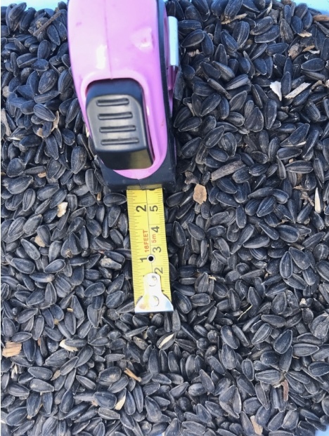 New Season Sunflower Contracts