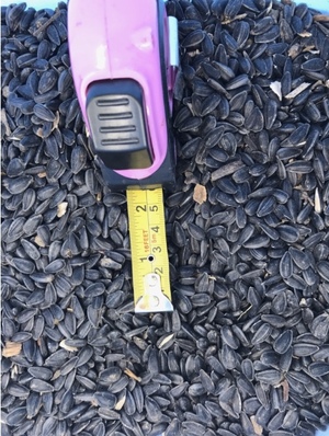 New Season Sunflower Contracts