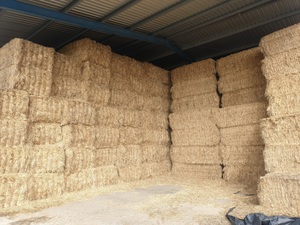 Shedded Oaten Hay Old Season NO weather damage
