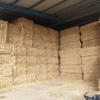 Shedded Oaten Hay Old Season NO weather damage