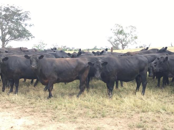 30 EU accredited CFA Angus cows