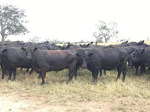30 EU accredited CFA Angus cows