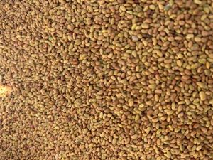 New season C1 Aurora Lucerne Seed (Certified)