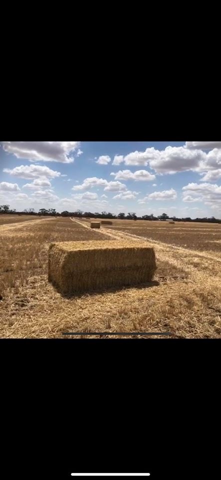 High Protein Barley Straw 590kg 8x4x3 Bales