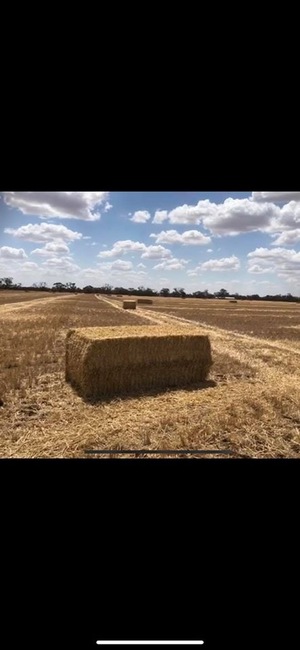 High Protein Barley Straw 590kg 8x4x3 Bales