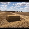 High Protein Barley Straw 590kg 8x4x3 Bales