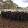 11 EU Angus steers