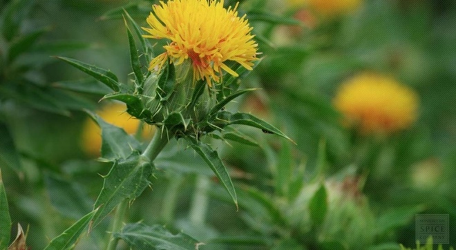 Safflower for sale