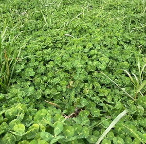 Clover & Rye Grass 350kg 4x4 Round Rolls