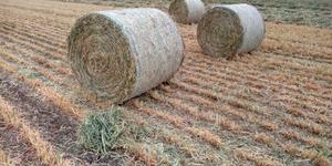 Oaten Hay (IRRIGATED) 4X4 Round Bales